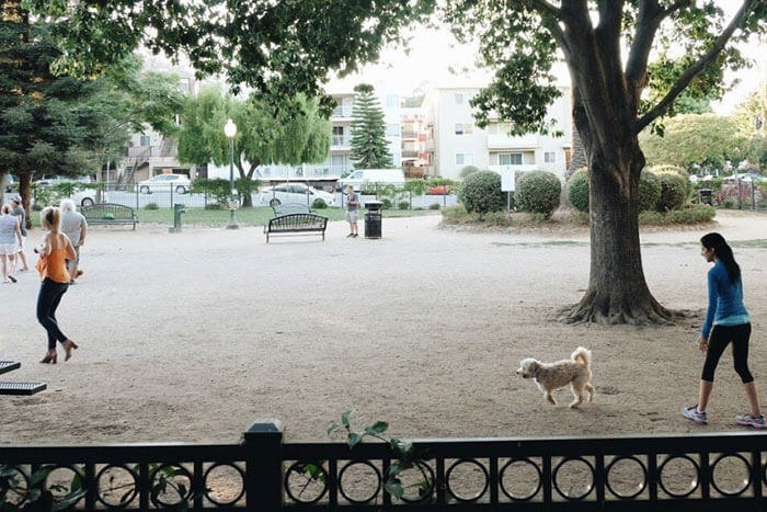 City Hall Dog Park Photo From City Of San Carlos Official Website