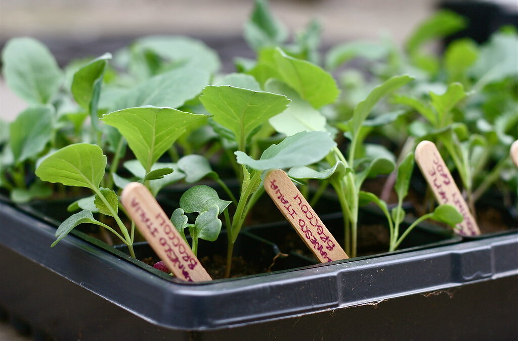 Seedling Starter Training and Distribution