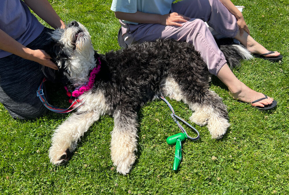 The Most Amazing Pet Parade at Hometown Days 2024