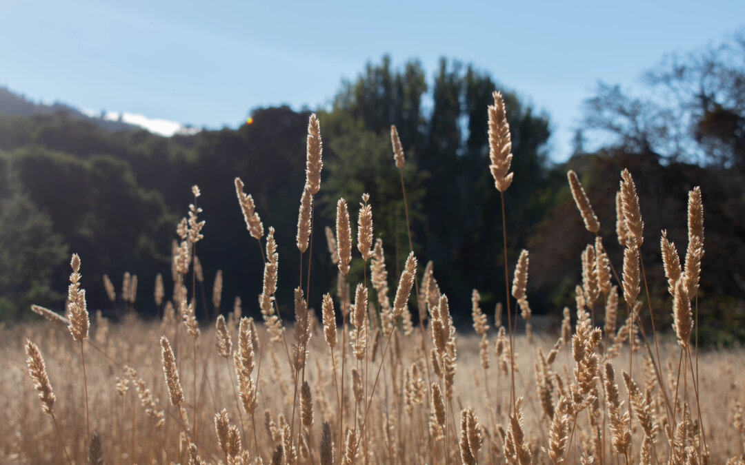 Celebrate Indigenous People’s Day 2023 at Filoli Gardens