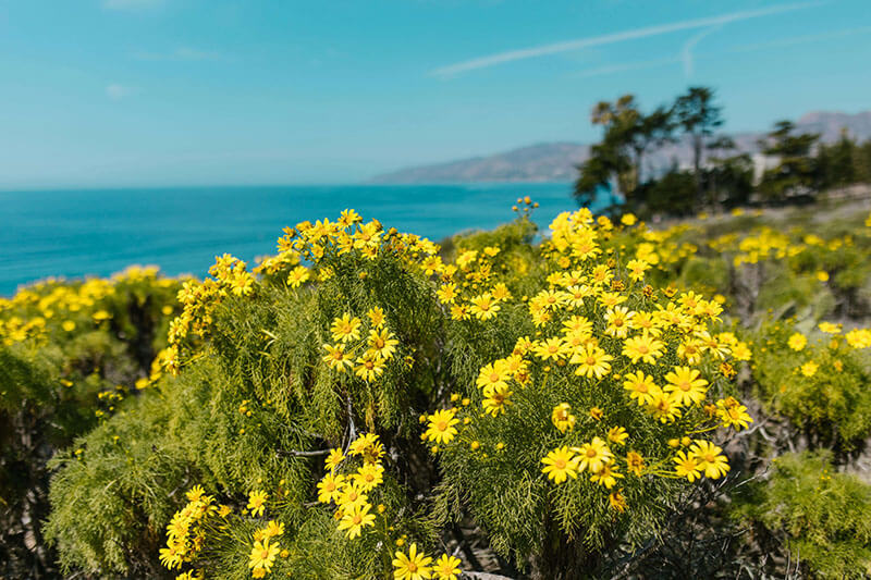 Growing California Wildflowers