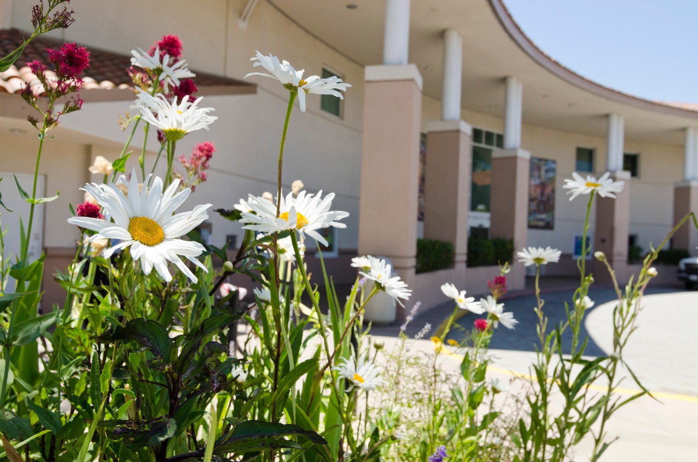 Happy Birthday San Carlos Library!