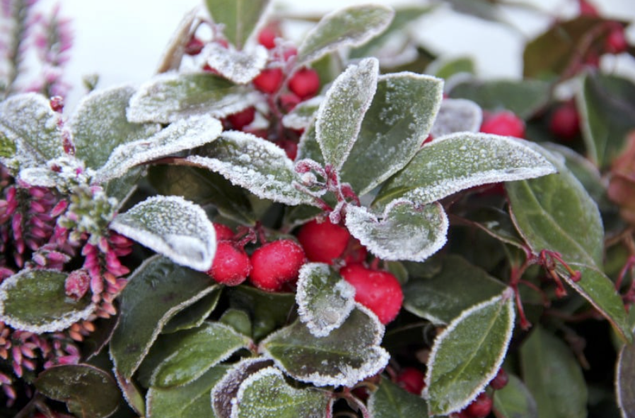 Civic Garden Club of San Carlos Holiday Party and Plant Swap