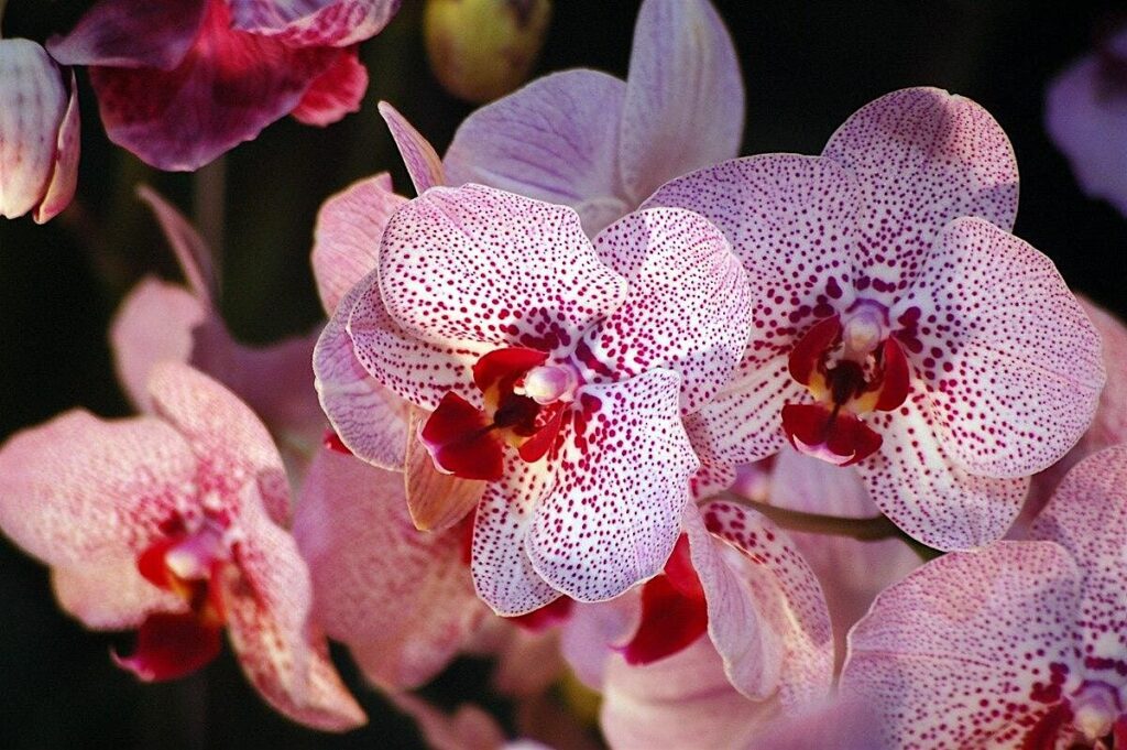 Growing Orchids: Tips for the San Francisco and Bay Area Climate