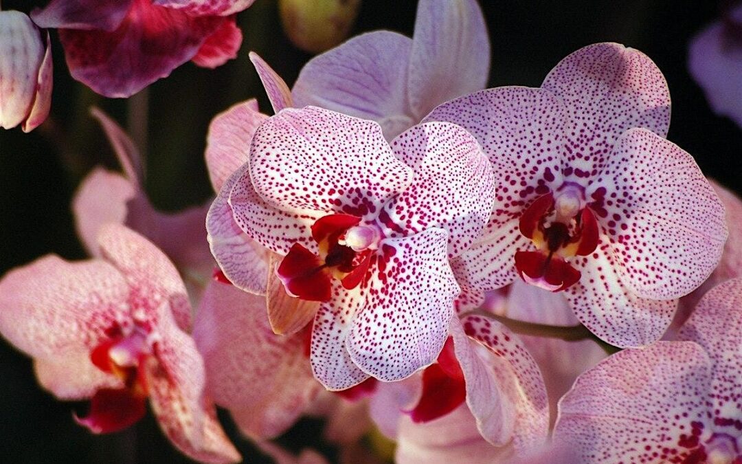 Growing Orchids: Tips for the San Francisco and Bay Area Climate, join Us on January 8, 2025