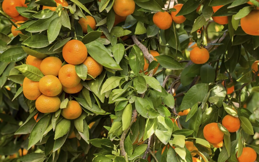 Celebrate Lunar New Year Family Day at Filoli Gardens