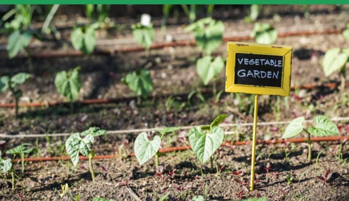 Gardening and Pruning at Redwood High: A Community Service Saturday to Grow Together