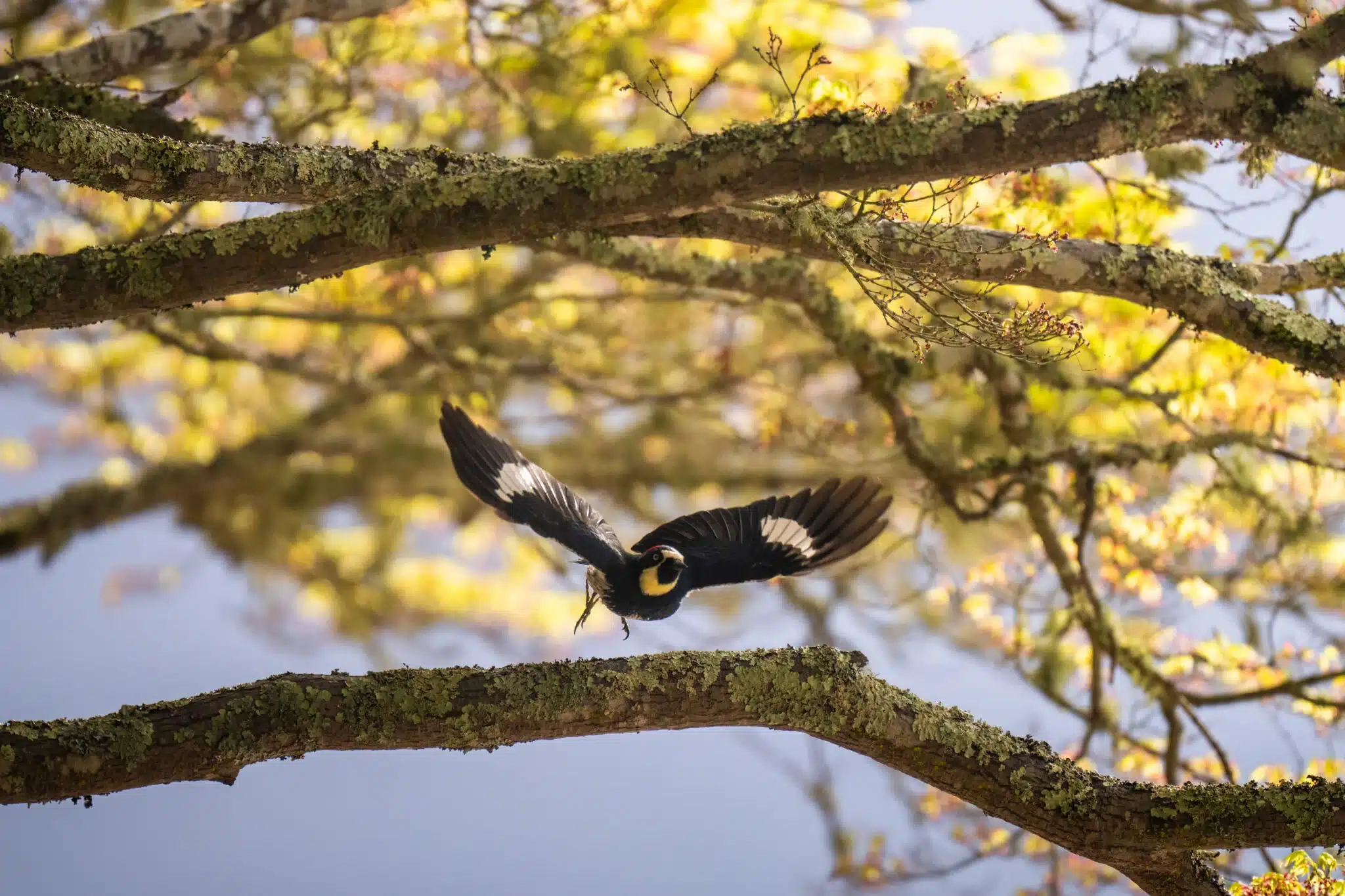 Filoli Bird Walk Tour