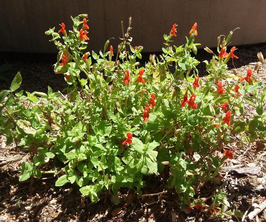 Discover the Beauty of Native Plants: A Visit to the San Carlos Native Plant Habitat Garden
