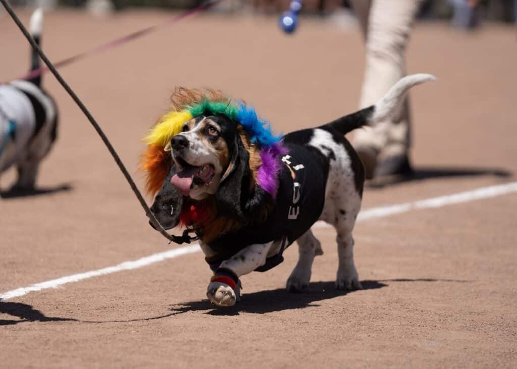 Hometown Days Pet Palooza