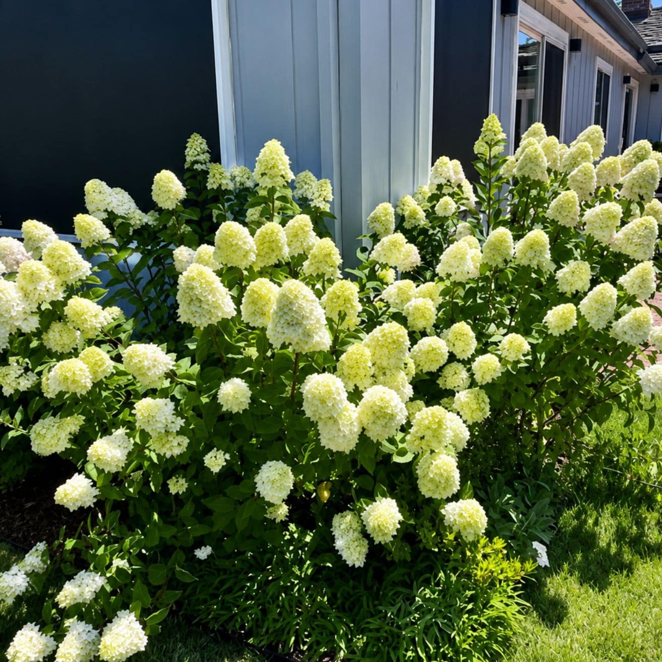 San Carlos Jenn's Gardening Clients Flowers 2 San Carlos Jenn's Gardening Clients Flowers 2