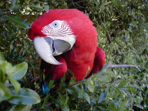 Soar Into Fun with the Happy Birds Live Show at Hiller Aviation Museum