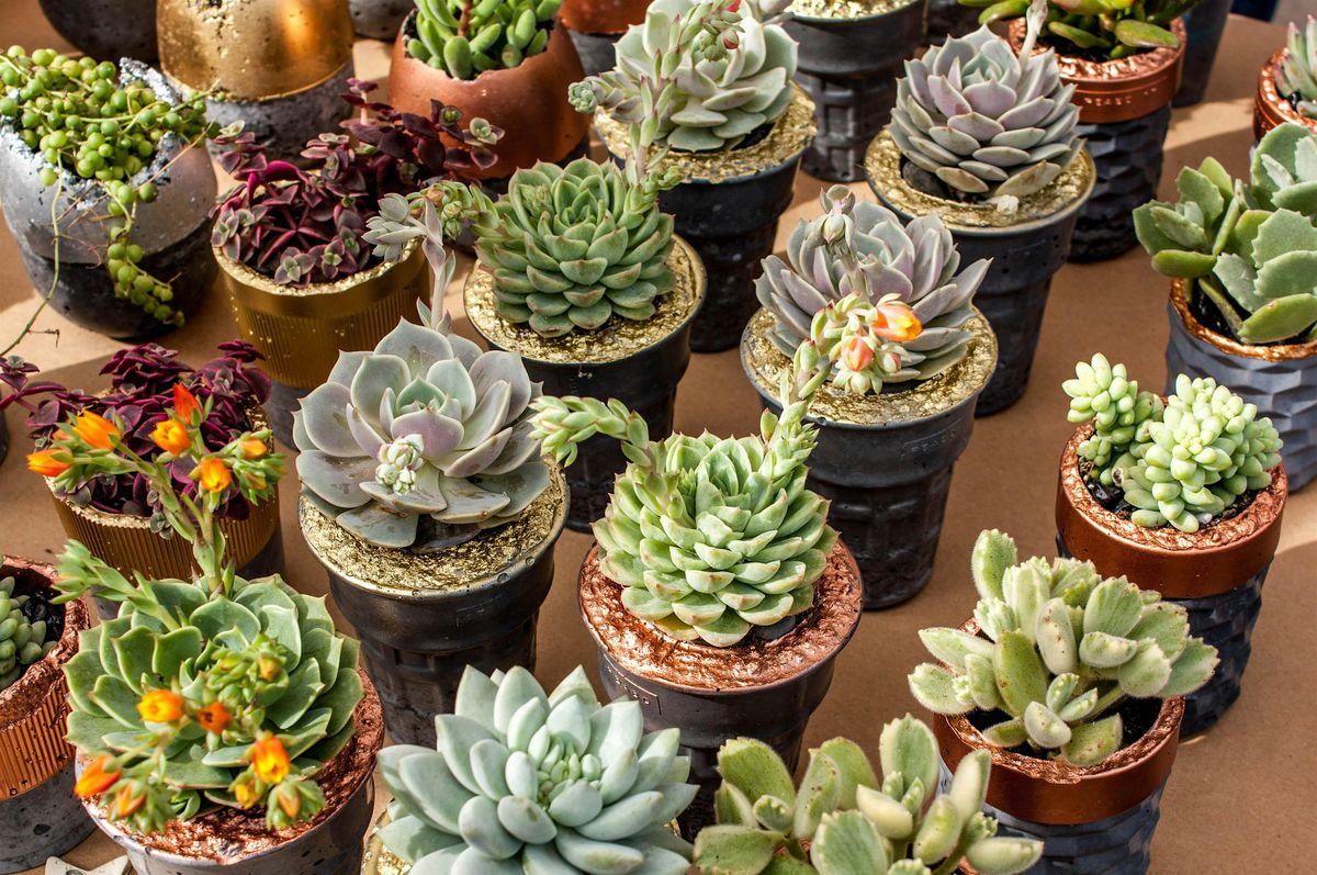 Succulent Container Gardening: From Funky to Fab at LYNGSØ Garden Materials